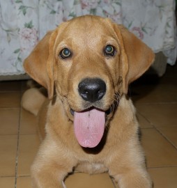 Keyla